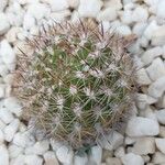 Rebutia neocumingii 葉