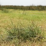 Schoenoplectiella corymbosa Habit