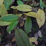 Stewartia malacodendron Fuelha