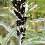 Omalotheca norvegica Flower