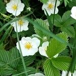 Fragaria viridisBlad