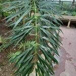 Cycas debaoensis Φύλλο