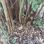 Myrsine africana Ekosanga