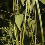 Spananthe paniculata Habitus