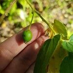 Muntingia calabura Fruit