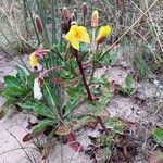 Oenothera × fallax Bark