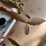 Rhipsalis elliptica Blad