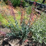 Penstemon centranthifolius Costuma