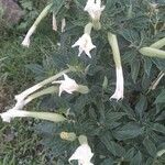 Datura innoxiaFlor