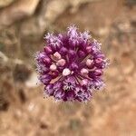 Allium atroviolaceum Fleur