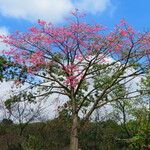 Ceiba speciosa موطن