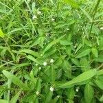 Rostellularia procumbens Blatt