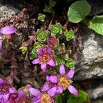 Saxifraga bifloraफूल