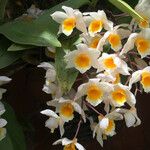 Dendrobium thyrsiflorum Flor