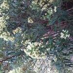 Baccharis dracunculifolia Habitus