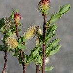 Salix caesia Mosusu