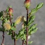 Salix caesia Muu