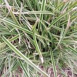 Carex morrowii 葉