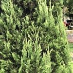 Juniperus chinensis Листок