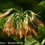 Trifolium michelianum Fruit