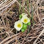 Trollius laxus Virág