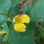 Impatiens noli-tangere Flower