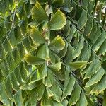 Caryota mitis Blad