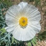 Argemone albiflora Flower