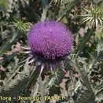 Onopordum macracanthum Flor