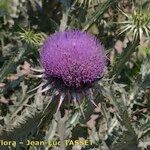 Onopordum macracanthum Blüte