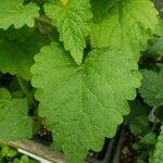 Agastache foeniculum Feuille