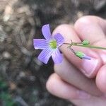 Oxalis violacea Blüte