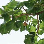 Sterculia setigera Leaf