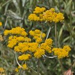 Helichrysum odoratissimum Flower