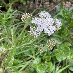 Achillea nobilisFlor