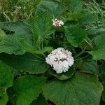 Clerodendrum chinenseCelota