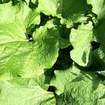 Arctium nemorosumLeaf