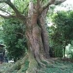 Cinnamomum glanduliferum Hábito