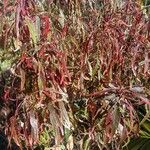 Acalypha wilkesiana Leht