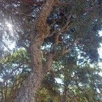 Quercus suber Other