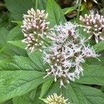 Eupatorium cannabinumFlower