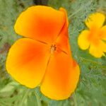 Eschscholzia caespitosa Flor