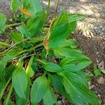 Hosta lancifolia 葉