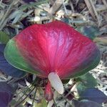 Anthurium andraeanum Flower