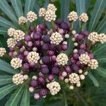 Osmoxylon lineare Fruit