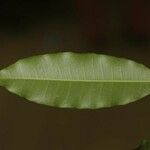 Parahancornia fasciculata ഇല