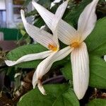 Trillium ovatum Çiçek