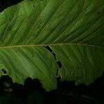 Piper schiedeanum Leaf