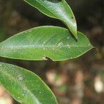 Nectandra turbacensis Leaf