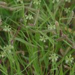 Dactyloctenium radulans Hábito